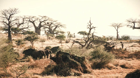 RETURN Africa Pafuri Tented Camp Wildlife